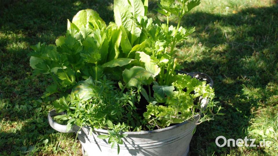 In der kleinen Zinkwaschwanne wächst Blatt- und Pflücksalat, Schnittsellerie und Bohnenkraut. Bild: Christa Vogl