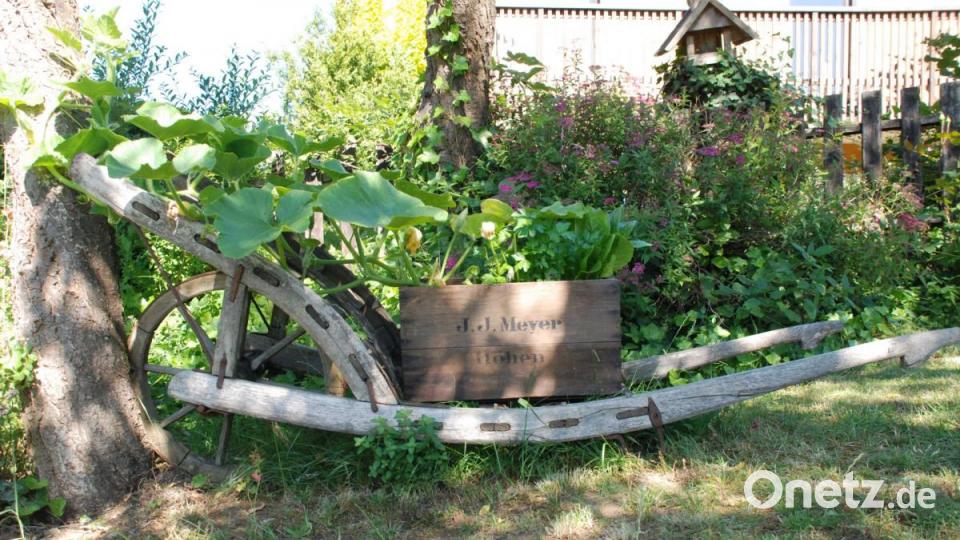 Ein Schubkarren aus Holz ist wie ein „mobiles Hochbeet“. Bei Bedarf kann er einfach in die Sonne gefahren werden. Auf diesem hier hat ein Kürbis in einer alten Holzkiste vom Speicher Platz gefunden. Bild: Christa Vogl