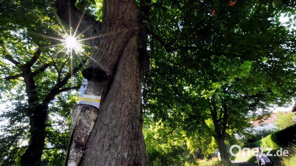 Auf den Spuen der Insekten in alten Bäumen an der Hohenburger Straße. An einem Baum hängt eine Falle. Bild: Stephan Huber
