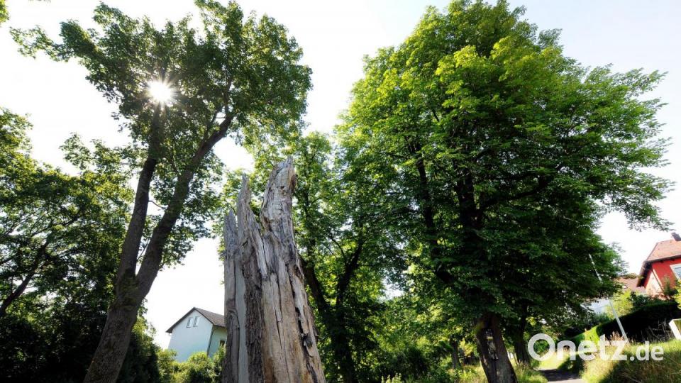 Auf den Spuen der Insekten in alten Bäumen an der Hohenburger Straße. Bild: Stephan Huber