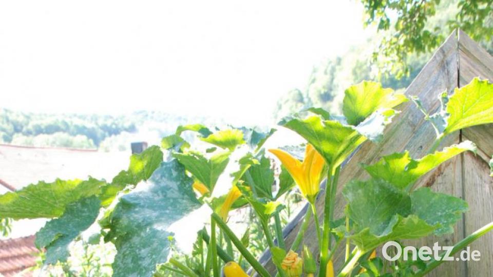 Markusine Guthjahrs Großvater verdiente sich als Brauereigehilfe ein kleines Zubrot. Mit dieser Butte brachte er das Bier von der Kommunbrauerei in den Felsenkeller. Getragen wurde die Butte mit Schulterriemen auf dem Rücken. Bild:  Christa Vogl