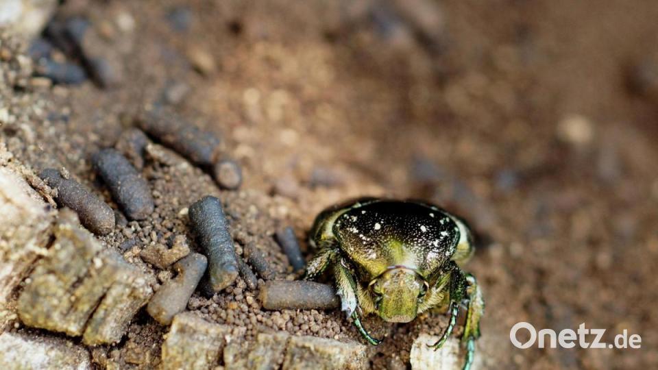 Der Marmorierte Rosenkäfer (Protaetia lugubris) mit seinen Hinterlassenschaften. Typisch sind die Pellets für diese Käfergruppe. Bild: Dr. Jürgen Schmidl