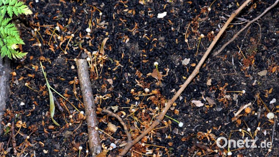 Typische Pellets. Der Kot der Käfer bietet vielfältige Möglichkeit zur Forschung. Bild: Stephan Huber