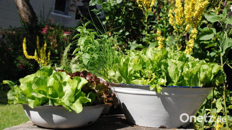 In dieser Küchelteigschüssel (rechts) wurde früher zur Kirwa der Hefeteig zubereitet. Jetzt findet man darin Endiviensalat und Schnittlauch. In der kleinen Emailleschüssel wächst Kopfsalat. Bild:  Christa Vogl