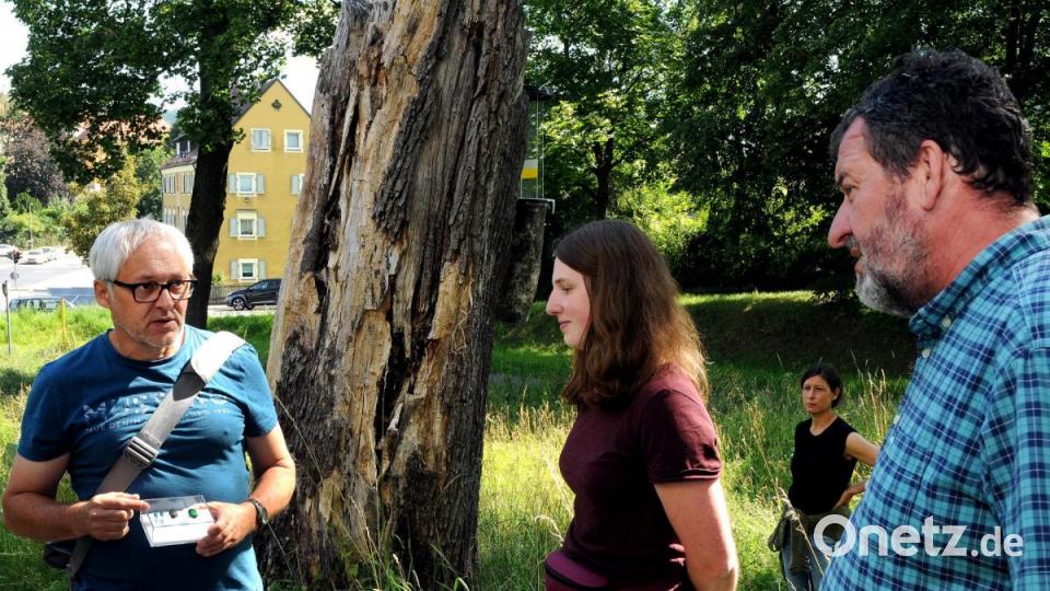 Auf den Spuen der Insekten in alten Bäumen an der Hohenburger Straße. Bild: Stephan Huber