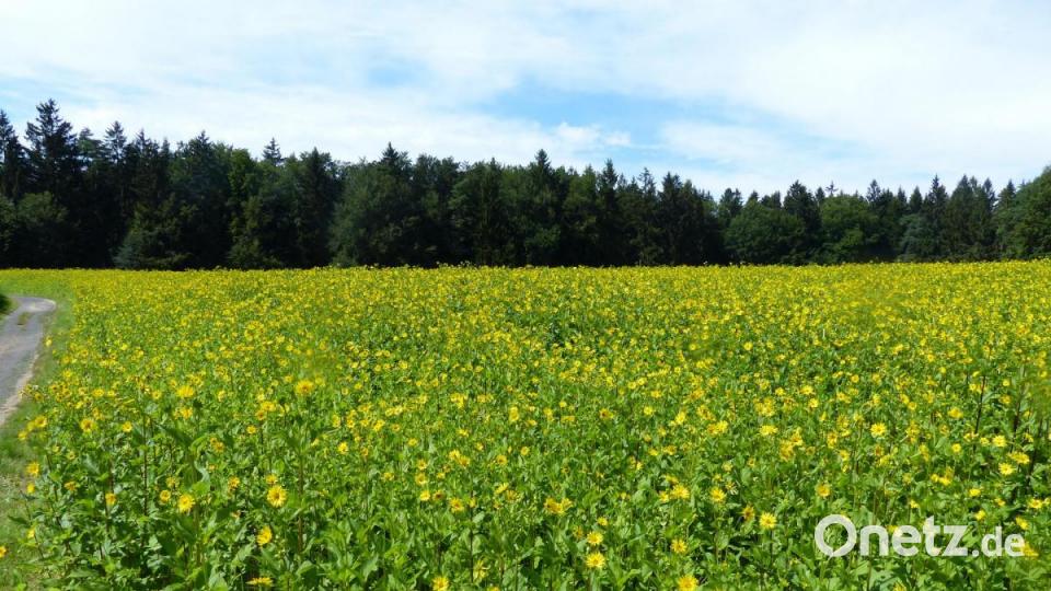 Auf fast zwei Hektar Fläche wächst in der Nähe von Ottmannsfeld die mehrjährige Silphie. Sie steht für Grundwasser- und Bodenschutz, bietet reichlich Nahrung für Insekten und sorgt nach dem Abernten in der Biogasanlage für grüne Energie in Form von Wärme und Strom. Bild: Andreas Royer