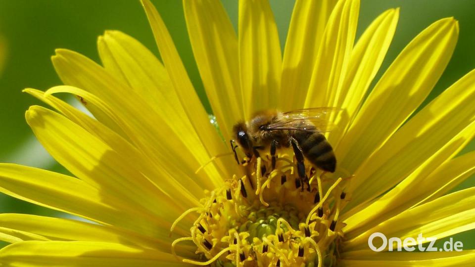 Die Silphie deckt für Honigbienen und andere Insekten mit Nektar und Pollen reichlich den Tisch. Bild: Andreas Royer