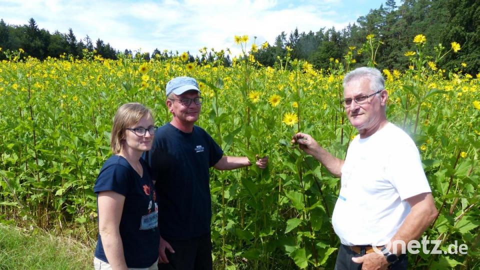 Das Landwirtsehepaar Regina und Dieter Dehling aus Ottmannsfeld freut sich mit Helmut Heuberger (rechts), Vorsitzender des Bienenzuchtvereins Sulzbach-Rosenberg, über den guten Aufwuchs und Tausende Silphie-Blütenstände. Bild: Andreas Royer