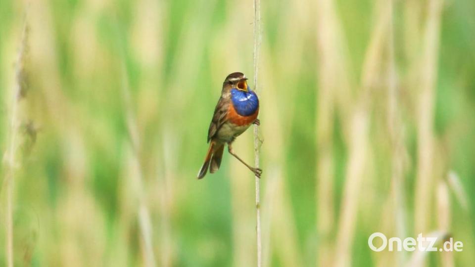 Ein Blaukehlchen. Bild: esa