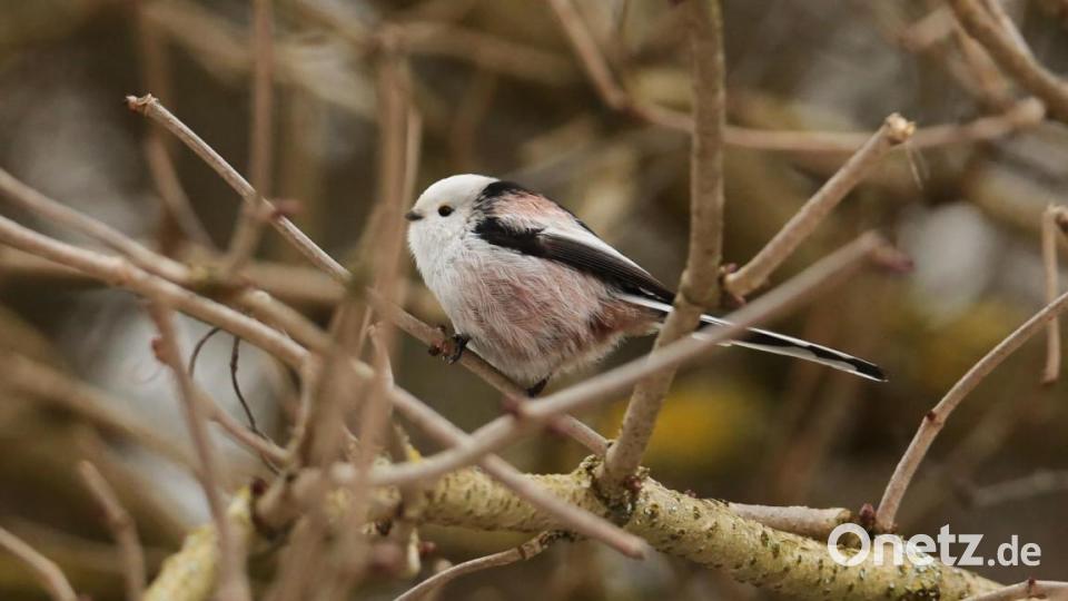 Eine Schwanzmeise. Bild: Alex Jungwirth