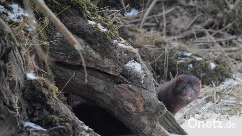 Ein Mink. Bild: Alexander Jungwirth