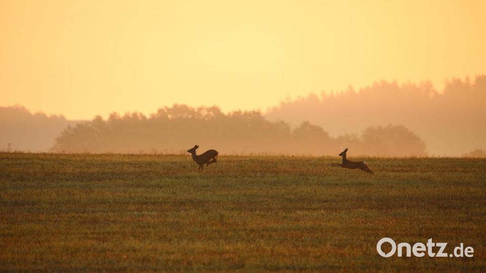 Alex Jungwirth auf Weiden ist am frühen Morgen oder in der Abenddämmerung in der Natur unterwegs, um wilde Tiere wie diese springenden Rehe zu fotografieren. Bild: Alex Jungwirth