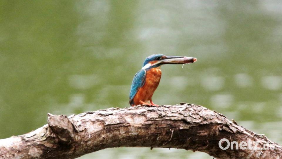 Ein Eisvogel mit einem Fisch im Schnabel. Alex Jungwirth aus Weiden fotografiert in seiner Freizeit die wilden Tiere in der Oberpfalz. Bild: Alex Jungwirth