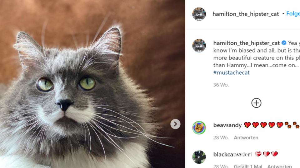 Die Hipster-Katze Hamilton hat ihren Namen durch ihren adretten &quot;Schnauzer&quot; verdient. Screenshot: instagram.com/hamilton_the_hipster_cat