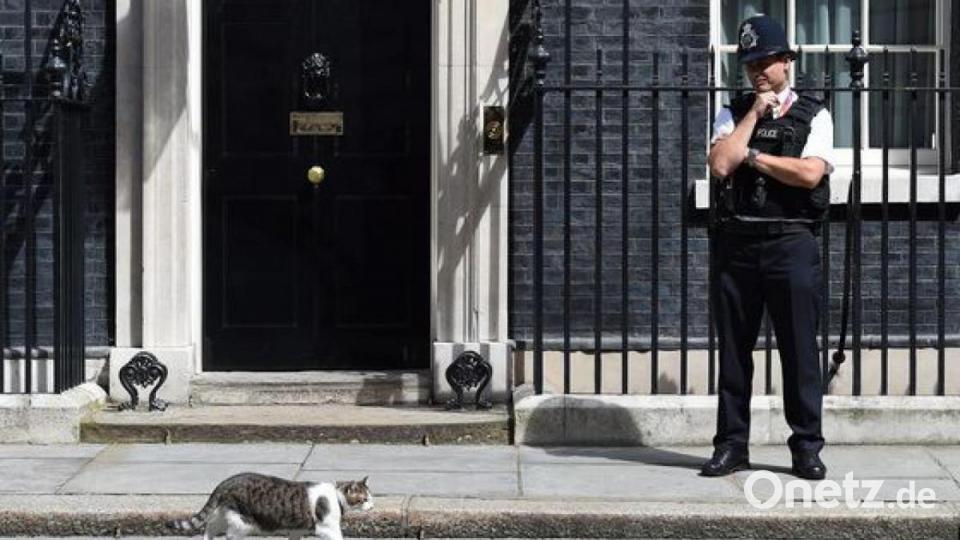 Larry the Cat ist die berühmteste Katze Englands. Sie bewohnt 10 Downing Street in London - in einer WG mit dem Premierminister. Bild: Andy Rain/dpa