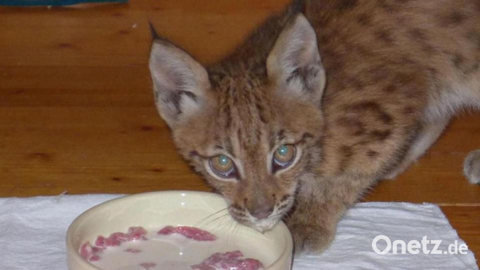 Luchs-Mächen &quot;Julchen&quot;. Seit Juli 2020 ist das Tier nun frei Bild: Forstbetrieb Fichtelberg