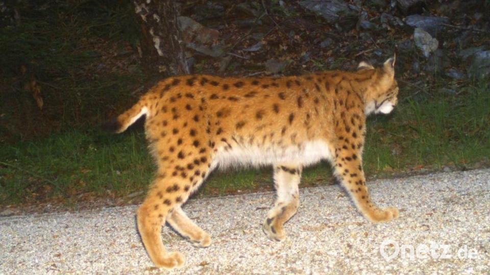 Luchs-Mächen &quot;Julchen&quot;. Seit Juli 2020 ist das Tier nun frei Bild: Forstbetrieb Fichtelberg