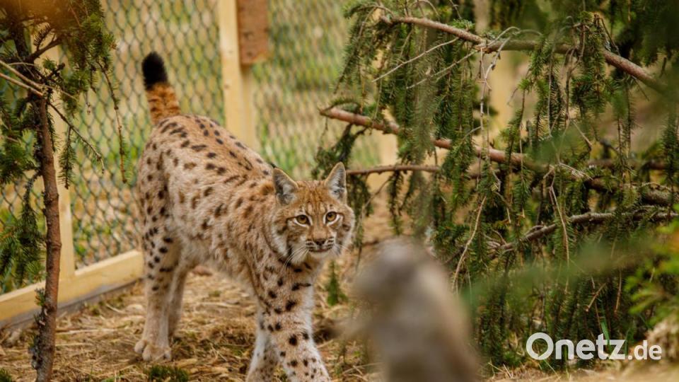 Luchs-Mächen &quot;Julchen&quot;. Seit Juli 2020 ist das Tier nun frei Bild: Martin Hertel