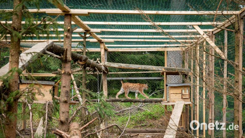 Luchs-Mächen &quot;Julchen&quot;. Seit Juli 2020 ist das Tier nun frei Bild: Forstbetrieb Fichtelberg