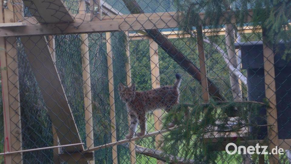 Luchs-Mächen &quot;Julchen&quot;. Seit Juli 2020 ist das Tier nun frei Bild: Forstbetrieb Fichtelberg