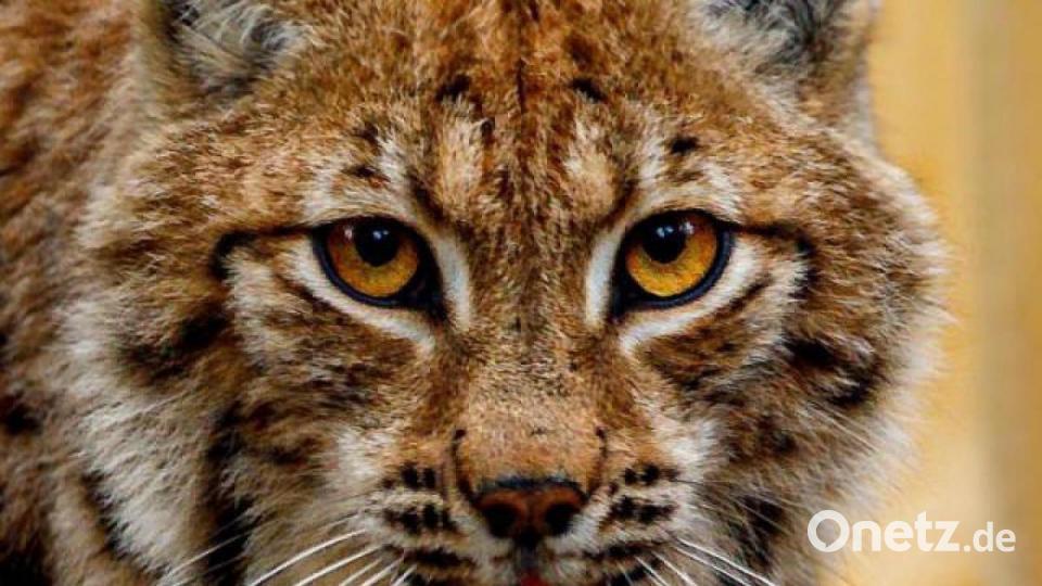 Luchs-Mächen &quot;Julchen&quot;. Seit Juli 2020 ist das Tier nun frei Bild: Martin Hertel