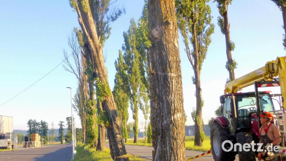 Die erste Pappel fällt. Bild: fsb