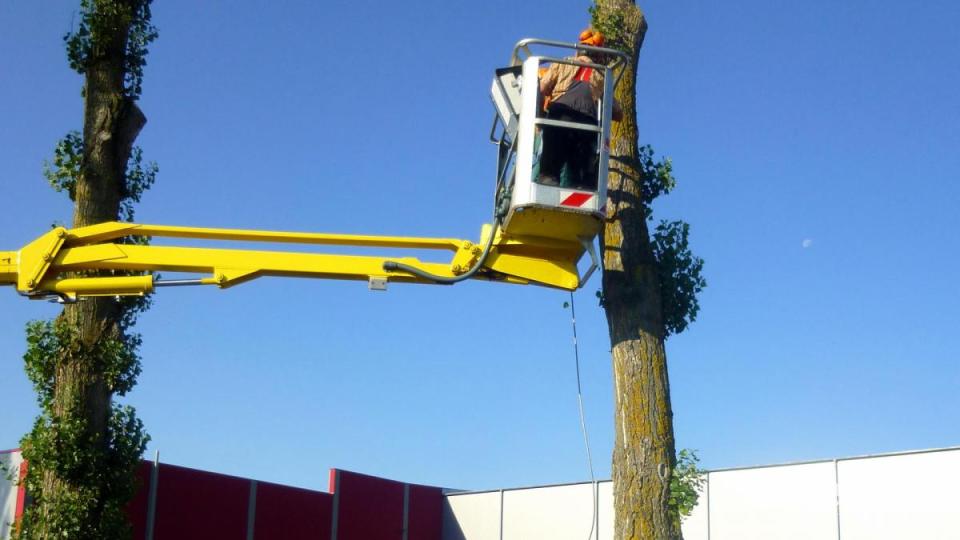 Jeder Baum wird in luftiger Höhe angeseilt, bevor er abgesägt wird. Bild: fsb