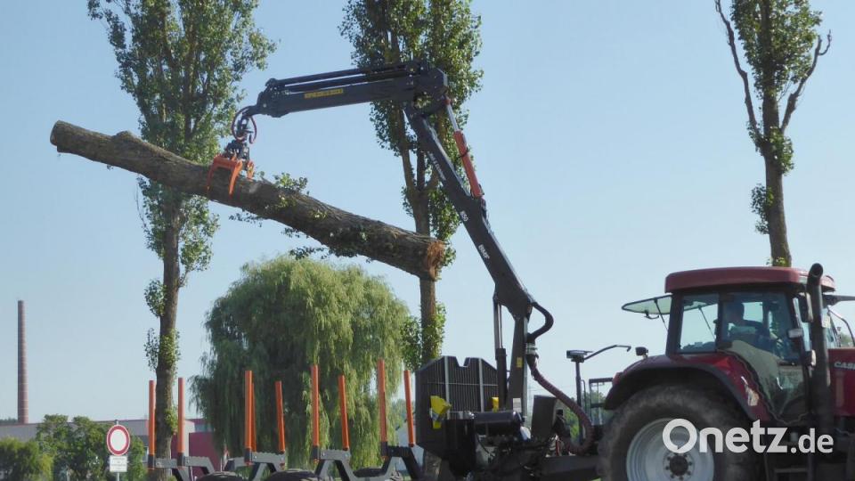 Die Stämme werden abtransportiert und zu Hackschnitzeln verarbeitet. Bild: fsb