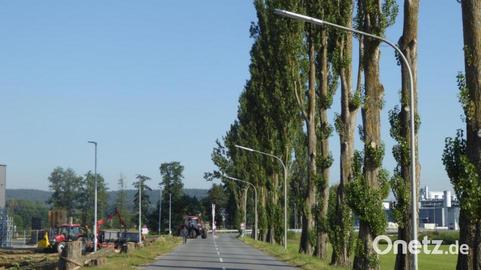 Ein ungewohntes Bild bis zum Herbst: eine Baumreihe fehlt. Bild: fsb