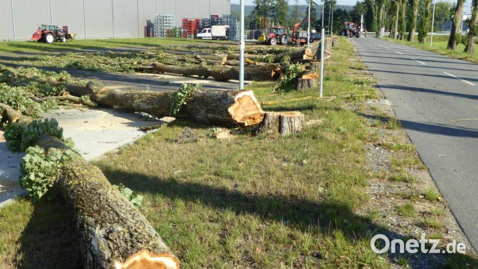 17 Pappeln an der Westseite der Allee liegen am Boden. Bild: fsb