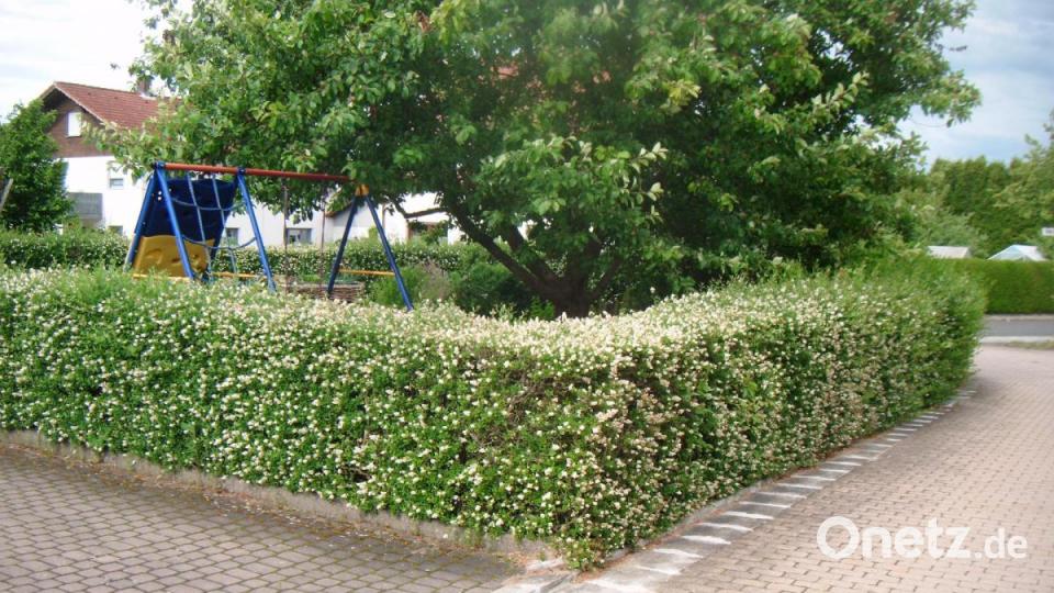 Die Ligusterhecke von Heinz Steinkohl bietet Insekten Nahrung und Vögeln, Igeln und Mäusen Versteckmöglichkeiten. Bild: ull