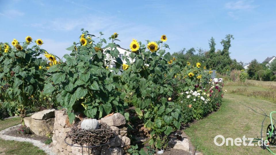 Der Hausgarten gleicht einer Parkanlage. Bild: rn