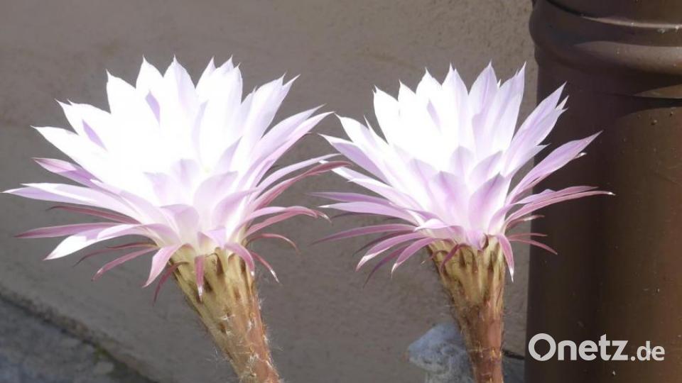 Ein Echinopsis Oxygena vor der Haustür lockte als besonderer Blickfang. Bild: rn