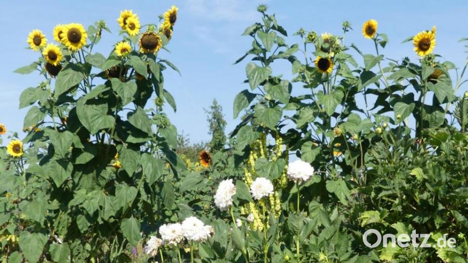 Sonnenblumen und Dahlien ergänzen sich als Leitpflanzen. Bild: rn