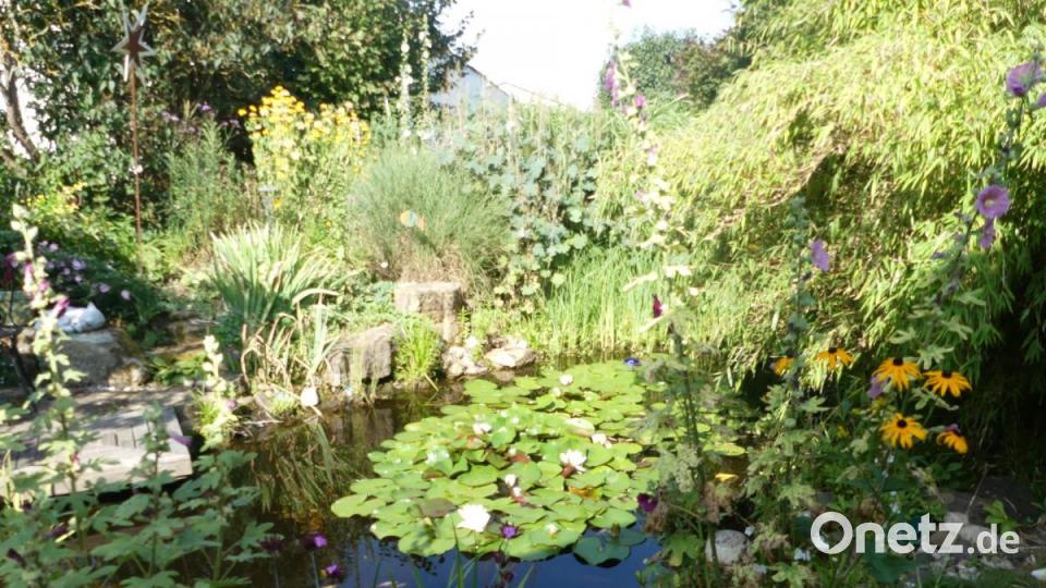 Seerosen ergänzen das Gartenidyll. Bild: rn