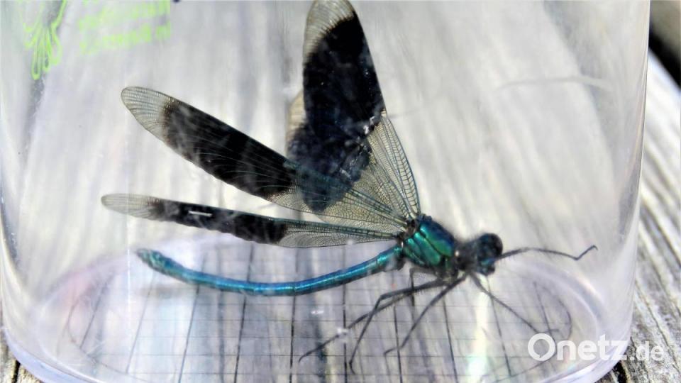 Die gebänderte Prachtlibelle Bild: ubb