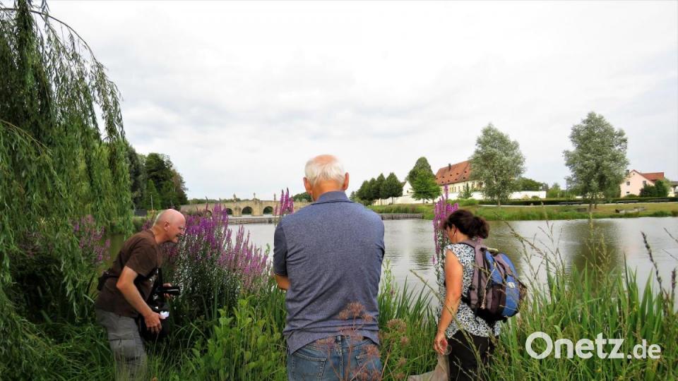 Wer sich Zeit nimmt und genau hinschaut, wie etwa Erwin Möhrlein (links), kann im hohen Gras manch seltenes Wesen entdecken. Bild: ubb