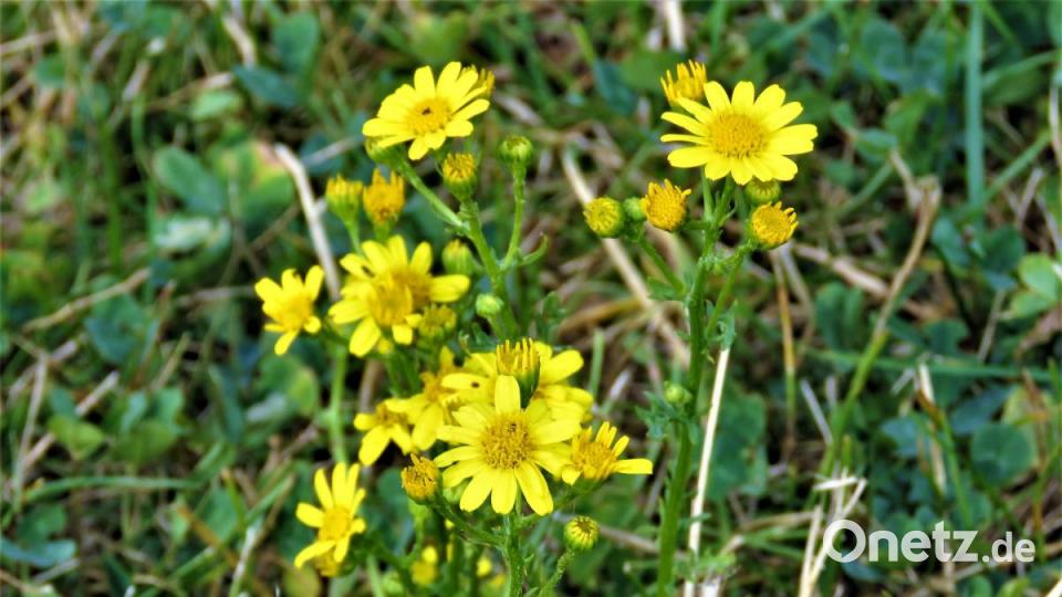 Entlang des Seeufers wächst das gelbe Wiesenkreiskraut. Bild: ubb