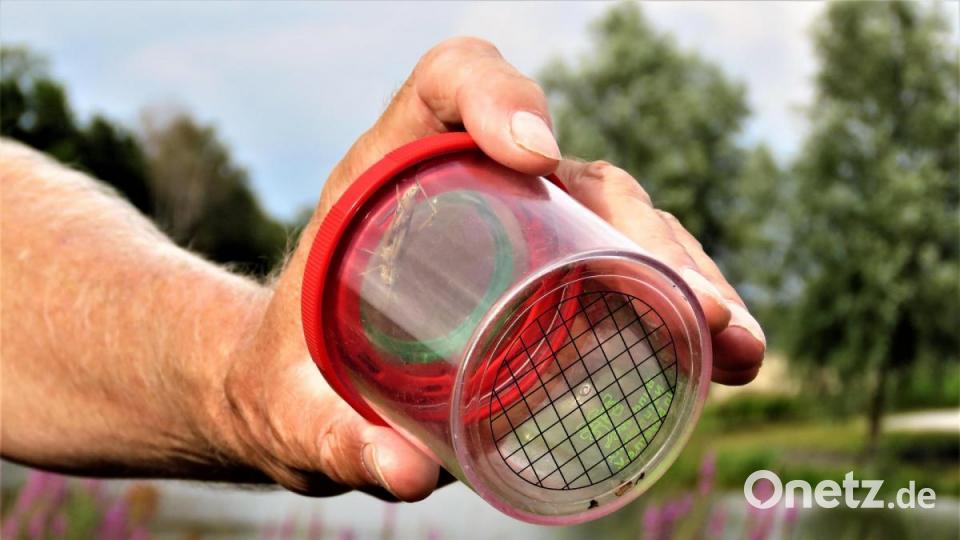 Was im Schauglas landete, wurde auch sogleich akribisch schriftlich aufgelistet für die Katalogisierung der Artenvielfalt im Landkreis. Bild: ubb