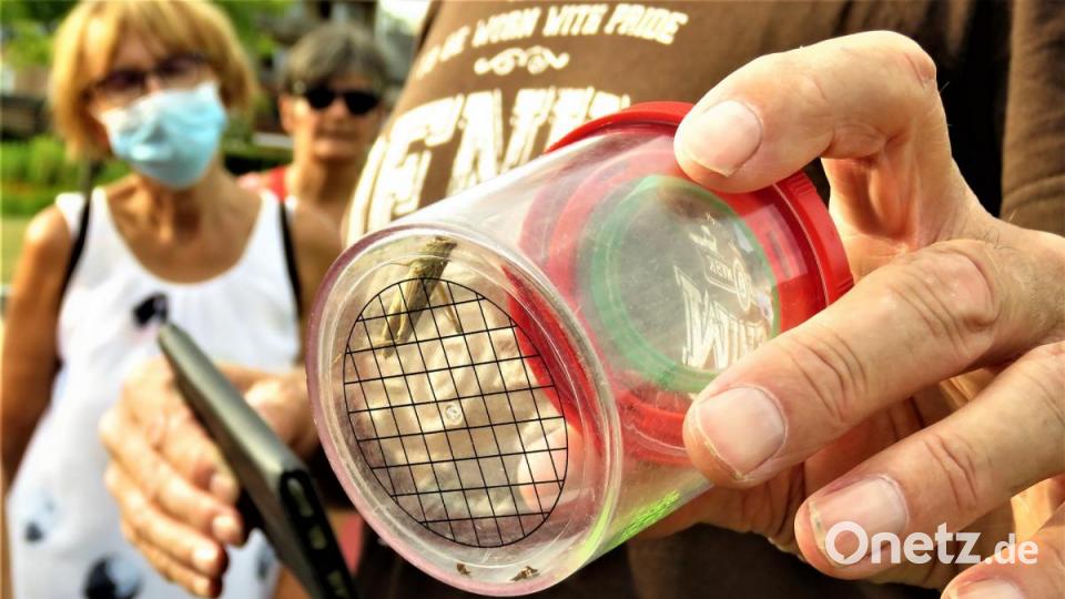 Erwin Möhrlein hat eine Kurzfühlerheuschrecke eingefangen. Bild: ubb