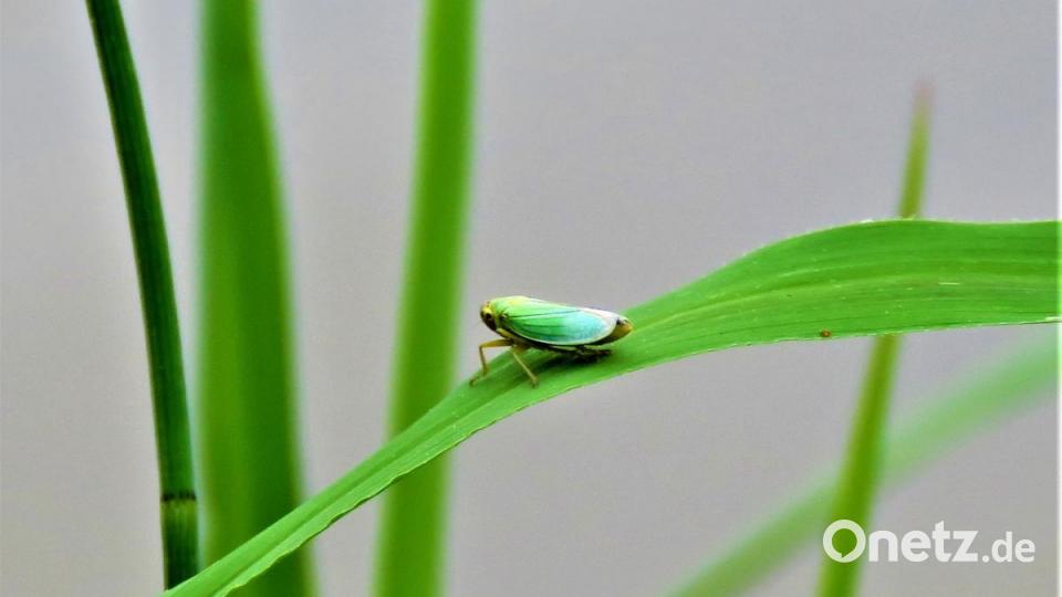 Die grüne Binsenschmuckziade trägt ihren Namen mit Würde. Sie ist zwar winzig, kleiner als ein halber Fingernagel. Aber sie ist dennoch in ihrer Zeichnung ein prachtvolles Tierchen. Bild: ubb