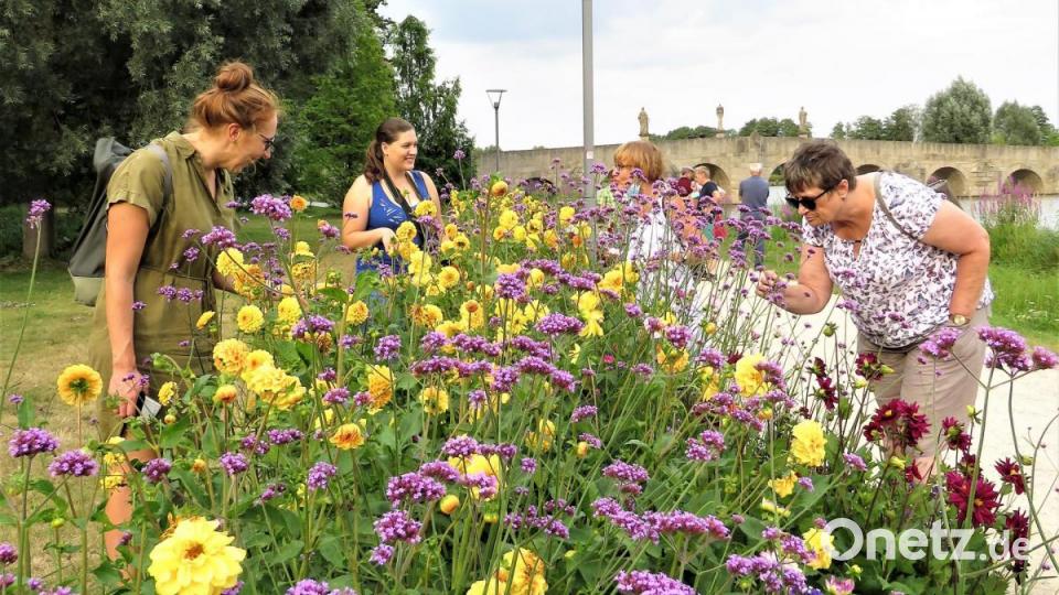 Auch in den Blumenbeeten kreucht und fleucht es emsig. Bild: ubb