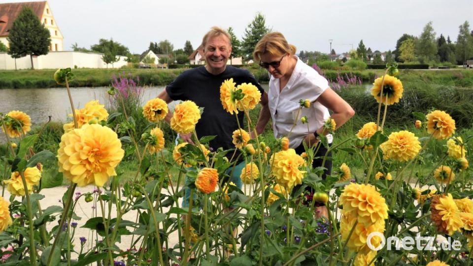 Gaby und Herbert Schertler suchen in den Blumen nach der Wespenspinne. Bild: ubb