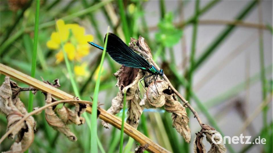 Auch die blauflügelige Prachtlibelle war zu beobachten. Bild: ubb