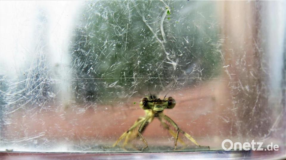 Dieses Tierchen schaut ein bisschen wie ein Alien aus. Gut, dass es winzig ist. Bild: ubb