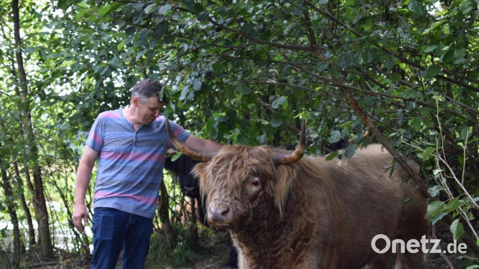 Nur den älteren Tieren gibt der Landwirt Namen. Der Bulle hieß schon &quot;Sandro&quot;, als ihn Wolf kaufte. Bild: szl