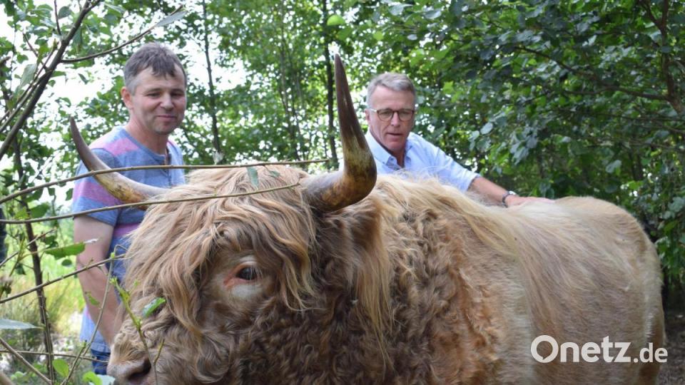 Bürgermeister Franz Stahl (rechts hinten) krault den Bullen &quot;Sandro&quot;. Er erkundigt sich bei Besitzer Martin Wolf über die neuen Bewohner der &quot;Storchenwiese&quot;. Bild: szl