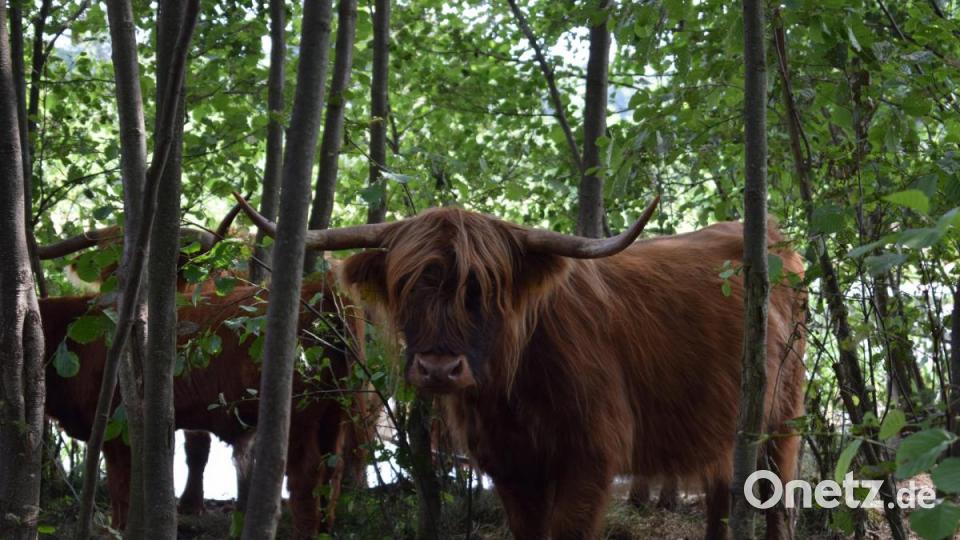 Eine ausgewachsene Kuh bringt bis zu 450 Kilogramm auf die Waage, ein Ochse bis zu 650 Kilogramm. Die Tiere werden zwischen 15 und 18 Jahre alt. Bild: szl