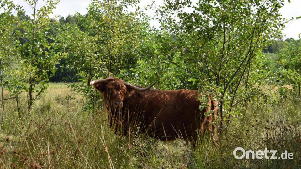 Die Tiere versorgen sich auf der Weide selbst, fressen Kräuter und Gräser von der Wiese und trinken Wasser aus dem Teich auf dem Gelände. Bild: szl
