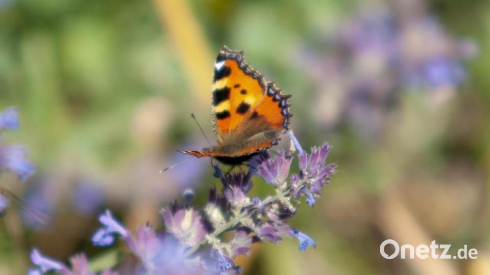 Manchmal sind es aber auch die kleinen Alltagsmotive, die Freude bereiten. Bild: Peter Klein